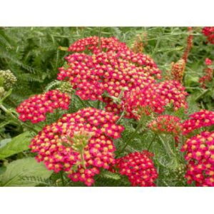 Røllike 'Paprika'