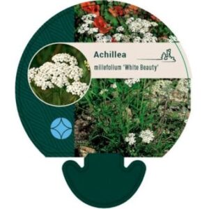 Røllike 'White Beauty' Bakke med 12 stk.