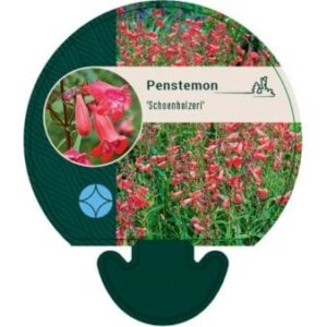 Rørblomst