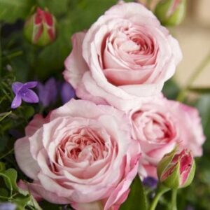 'Rosenfaszination'Â®