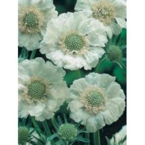 Scabiose 'Perfecta Alba'