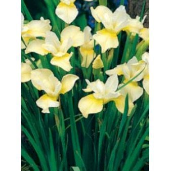 Sibirisk Iris 'Butter and Sugar'