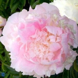 Silkepæon 'Angel Cheeks'