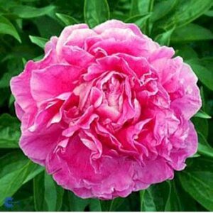 Silkepæon 'Jacorma'