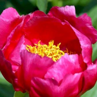 Silkepæon 'Scarlet O'Hara'