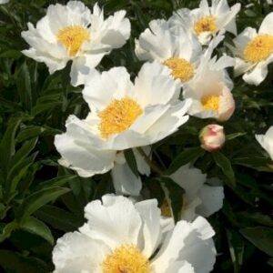 Silkepæon 'White Wings'