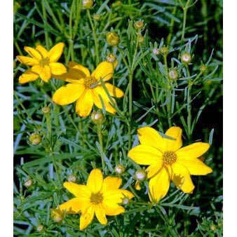 Skønhedsøje 'Grandiflora'