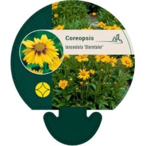 Skønhedsøje 'Sterntaler'