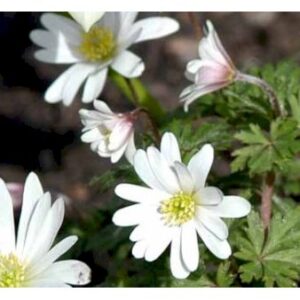 Skovanemone 'Hilda'