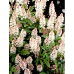 Skumblomst 'Pink Skyrocket'