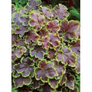 Skumblomst-hybrid 'Solar Eclipse'Â®