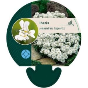 Snepude 'Appen-Etz'