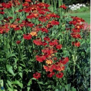 Solbrud 'Moerheim Beauty'