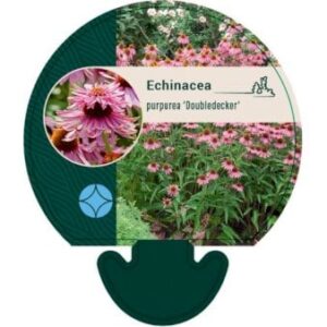 Solhat 'Doubledecker'