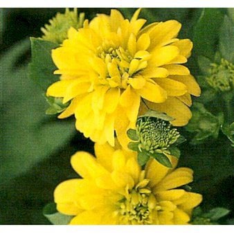 Solhat 'Goldquelle'