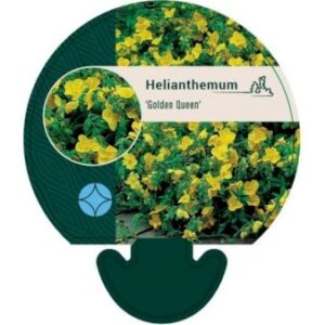 Soløje 'Golden Queen'