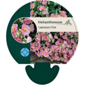 Soløje 'Lawrenzons Pink' Bakke med 12 stk.