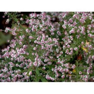Sommerens farvel 'Horizontalis'