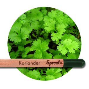 Sprout (Koriander) - Blyanten der kan spire