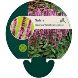 Staude-Salvie 'Deep Rose' Bakke med 12 stk.