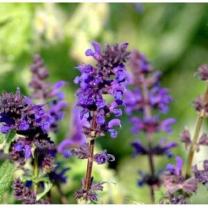 Staude-Salvie 'Viola Klose'
