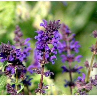 Staude-Salvie 'Viola Klose'