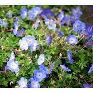 Storkenæb 'Azure Rush'
