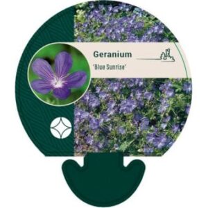Storkenæb 'Blue Sunrise'