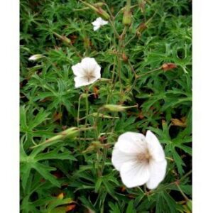 Storkenæb 'Kashmir White'