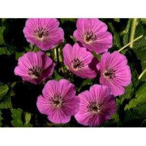 Storkenæb 'Pink Penny'