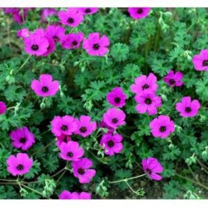 Storkenæb 'Purpureum'