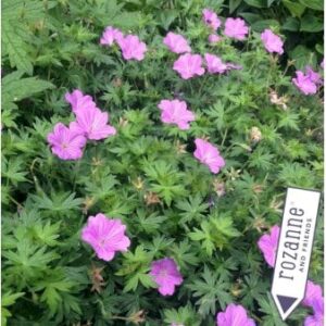 Storkenæb hybrid 'Blushing Turtle'
