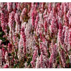 Tæppepileurt 'Darjeeling Red'