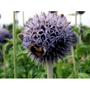 Tidselkugle 'Taplow Blue'