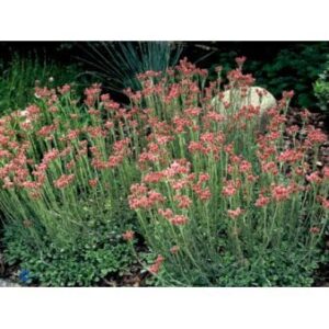 28 stk. Kattefod 'Rubra'
