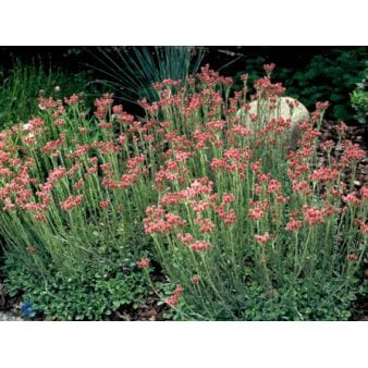 28 stk. Kattefod 'Rubra'