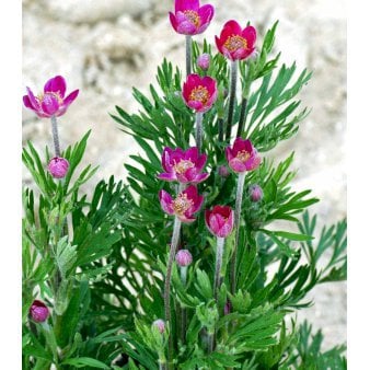 Anemone 'Rubra'