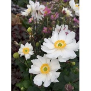 Anemone 'Snow Angel' 1 liter potte