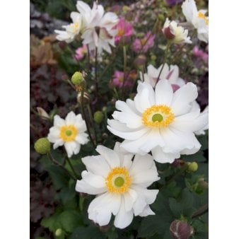 Anemone 'Snow Angel' 1 liter potte