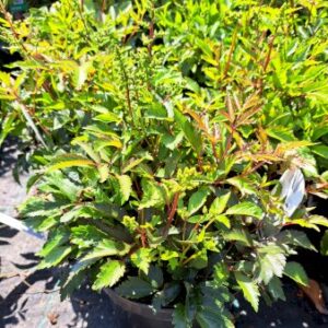 Astilbe - Hvid 4 liter potte
