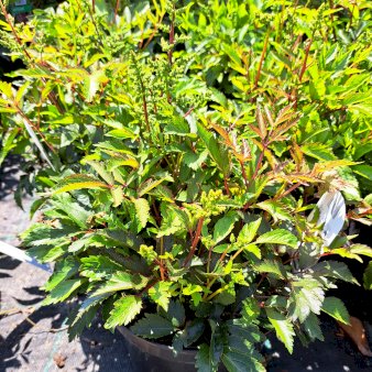 Astilbe - Hvid 4 liter potte