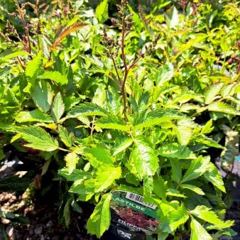 Astilbe - Rosa 4 liter potte