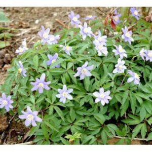 Blå Skovanemone 'Robinsoniana'