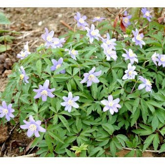 Blå Skovanemone 'Robinsoniana'