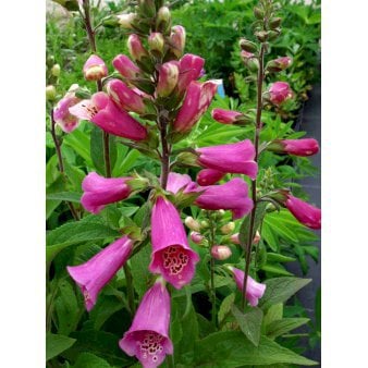 Fingerbøl 'Gloxiniaeflora'