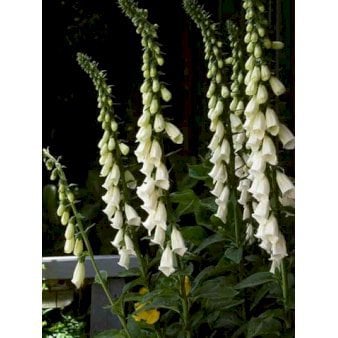 Fingerbøl 'Snow Timple'