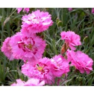 Fjernellike 'Maggie'