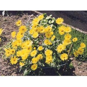 Gemserod 'Magnificum'