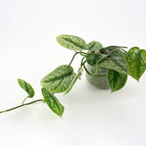 Grøn plante med hængende vækst - Send blomster med Bloomit