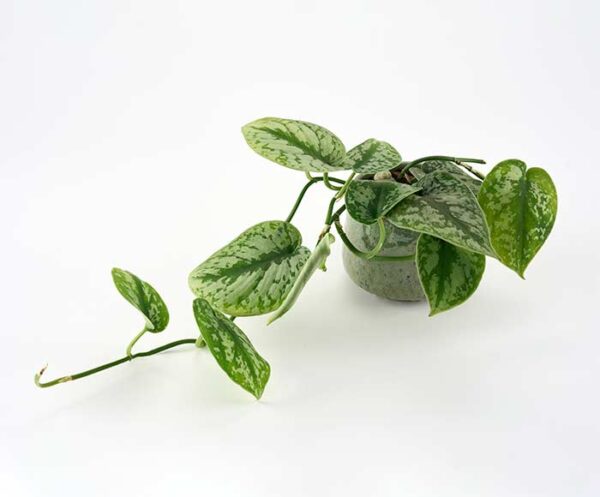 Grøn plante med hængende vækst - Send blomster med Bloomit